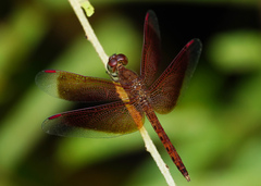 Neurothemis ramburii