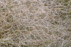 Austrostipa elegantissima