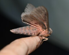 Citheronia sepulcralis