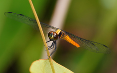 Lyriothemis cleis