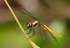 Lyriothemis cleis