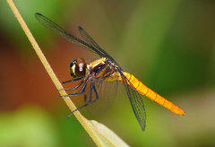 Lyriothemis cleis