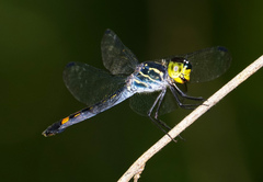 Agrionoptera sexlineata