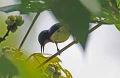 Chalcoparia singalensis