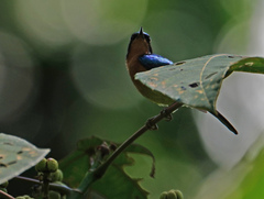 Chalcoparia singalensis