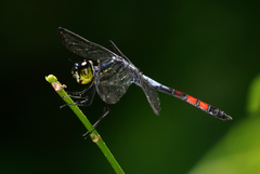 Agrionoptera sexlineata