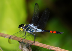 Agrionoptera sexlineata