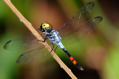 Agrionoptera sexlineata