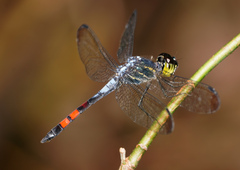 Agrionoptera sexlineata