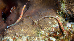 Corythoichthys insularis