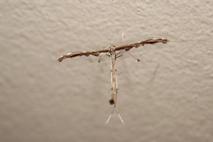 Tetraschalis arachnodes