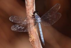 Tyriobapta kuekenthali