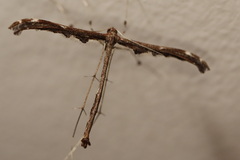 Tetraschalis arachnodes