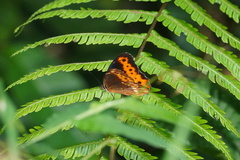 Oxeoschistus protogenia