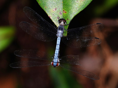 Tyriobapta kuekenthali