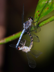 Tyriobapta kuekenthali