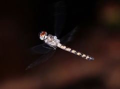 Tyriobapta kuekenthali