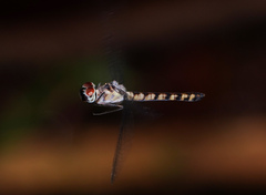 Tyriobapta kuekenthali