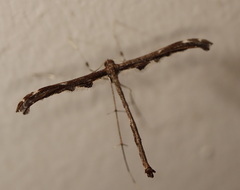 Tetraschalis arachnodes