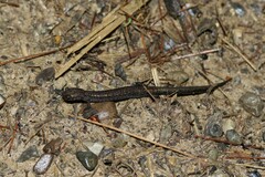 Plethodon cinereus