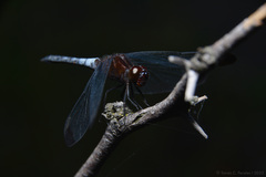 Erythrodiplax atroterminata