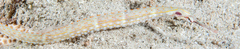 Corythoichthys schultzi