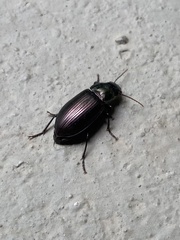 Harpalina