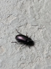 Harpalina