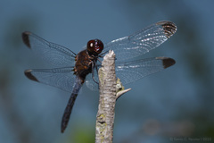 Erythrodiplax atroterminata
