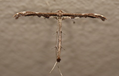 Tetraschalis arachnodes