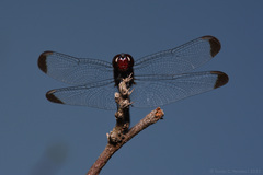 Erythrodiplax atroterminata