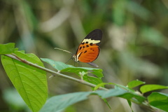 Melinaea menophilus zaneka