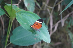 Melinaea menophilus zaneka