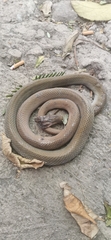 Coelognathus erythrurus manillensis