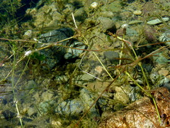 Potamogeton ochreatus