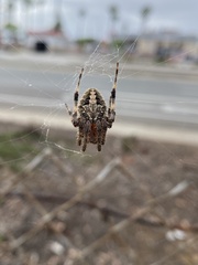 Neoscona orizabensis