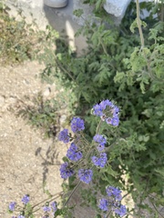 Phacelia congesta