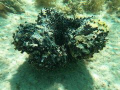 Spongia tubulifera