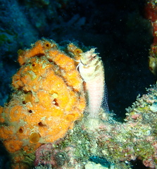 Crossosalarias macrospilus