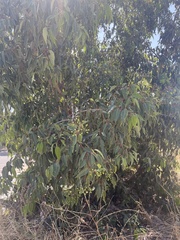Corymbia calophylla