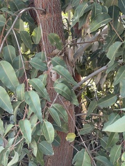 Corymbia calophylla