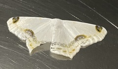 Sericoptera