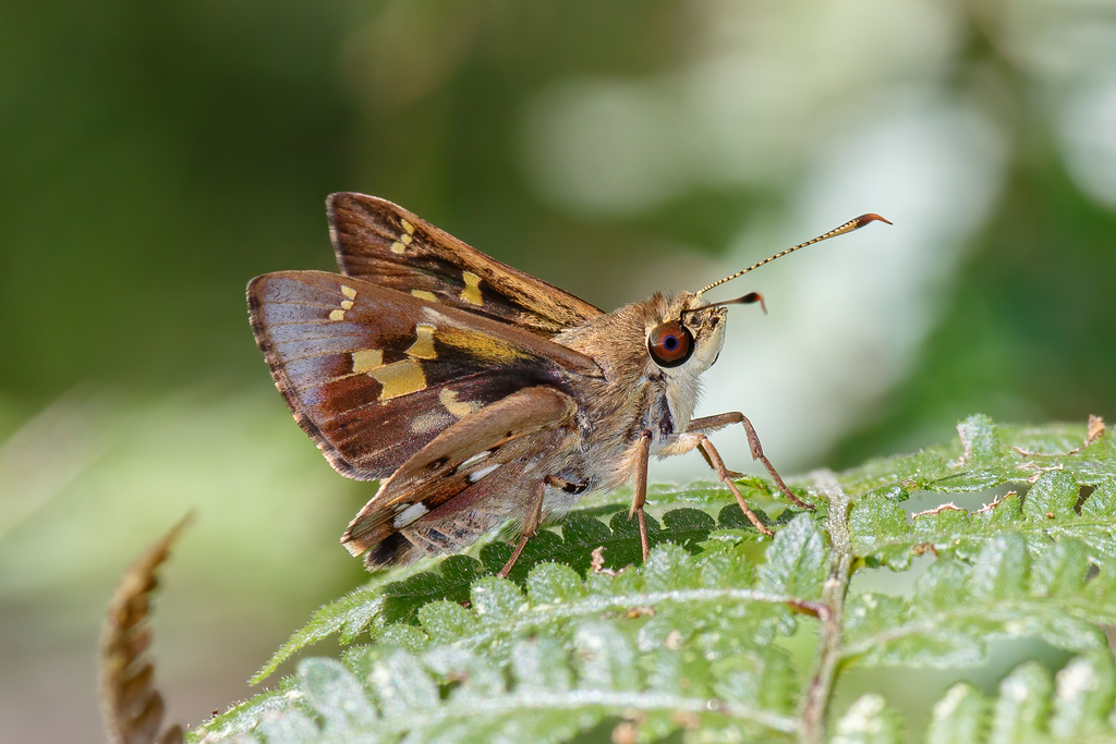 Northern Silver Ochre