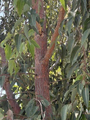 Corymbia calophylla