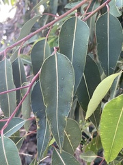 Corymbia calophylla