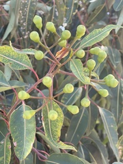 Corymbia calophylla