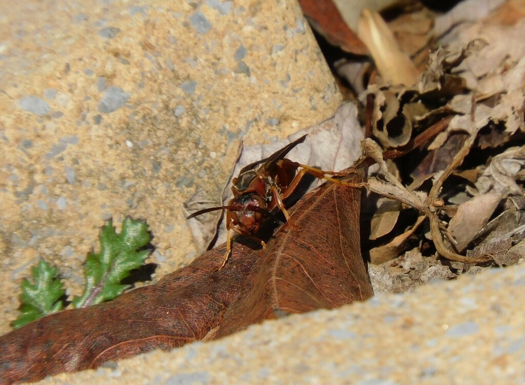 Coarse Backed Red Paper Wasp From Savage MD USA On February 14 2023 At 02 34 PM By Smuller