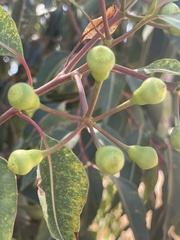 Corymbia calophylla