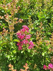 Lagerstroemia indica
