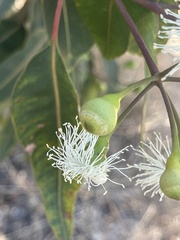 Corymbia calophylla